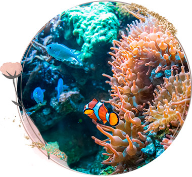 Oceanía “Viaje al fondo del mar”