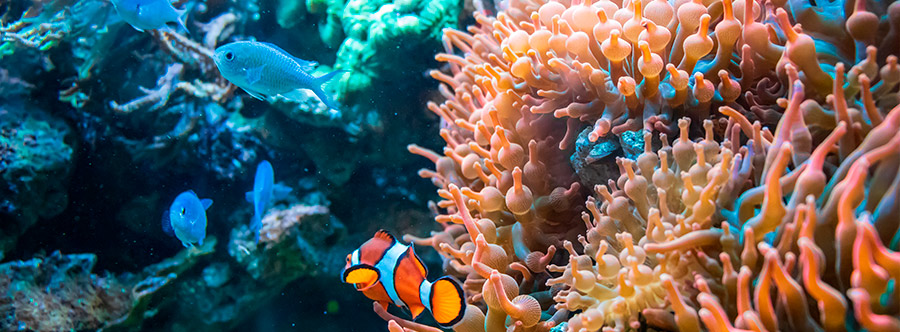 Oceanía “Viaje al fondo del mar”